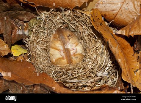Dormouse Nest
