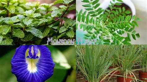 Monsoon Plants मानसून के सीजन में घर में लगाएं ये पौधे खूबसूरत लगेगी बालकनी Haribhoomi