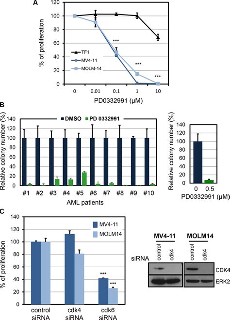 Pharmacological Inhibition Of Cdk In Human Aml Cell Lines And In