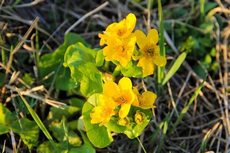 Premium Photo Marsh Marigold Caltha Palustris On Meadow