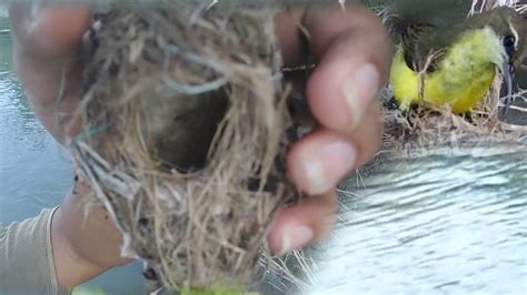 Disungai Ada Burung Bersarang Dibawah Sarang Ada Air YouTube