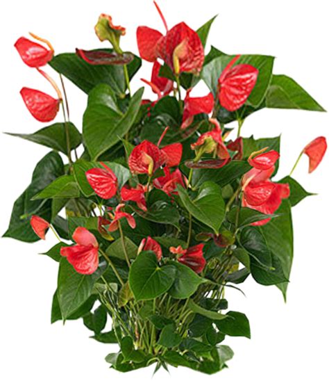 Congratulations The Png Image Has Been Downloaded Plants Png Photos