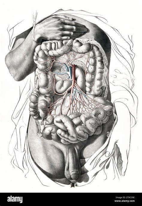 Menschliche Anatomie Medizin Das Kreislaufsystem Blutkreislauf