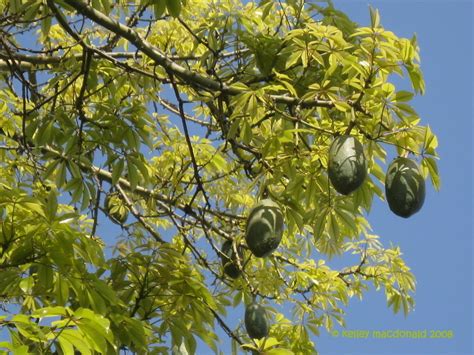 Plantfiles Pictures Ceiba Species Floss Silk Tree Ceiba Speciosa By Ulrich