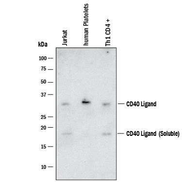 Human CD40 Ligand TNFSF5 Antibody AF617 Bio Techne