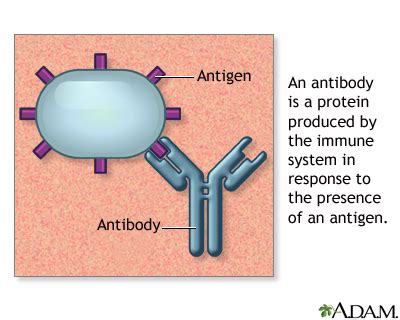 Antibodies: MedlinePlus Medical Encyclopedia Image