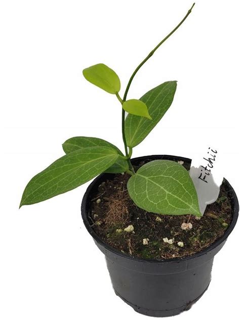 Hoya Hoja Fitchii Kolekcjonerska Roślina Sadzonka - Ceny i opinie ...