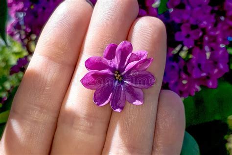 Purple Lilac Flower With Ten Petals Very Rare Inflorescence Stock