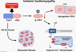 Cardiac Specific Overexpression Of Caveolin In Rats With Ischemic