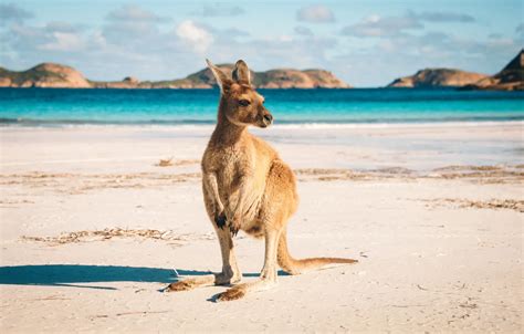 Wallpaper sand, Australia, kangaroo images for desktop, section животные - download