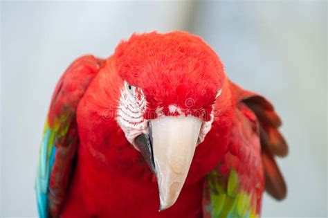 Cute Parrot Resting On A Branch Stock Image Image Of Watching Beak