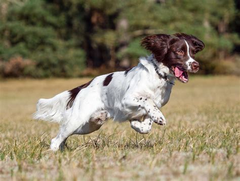 English Springer Spaniel: Breed Characteristics & Care