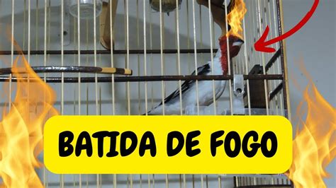 Batida De Fogo Muita Fibra Para Esquentar Galo Campina Youtube