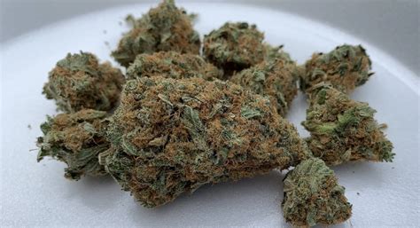 Black Russian Strain - Full info & Reviews | AskGrowers