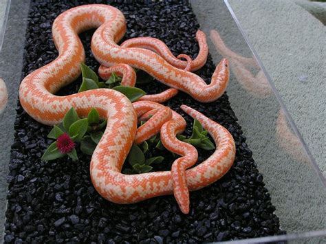 Albino Coastal | Rosy Boa Morphs