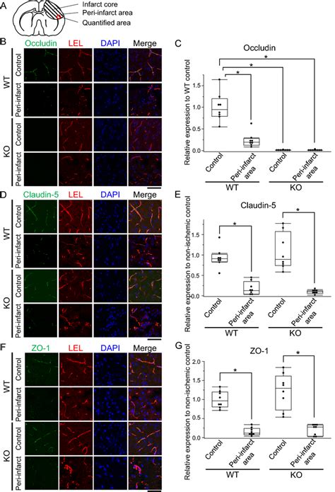 Immunofluorescence Analysis Of Occludin Claudin 5 And ZO 1 24 H After