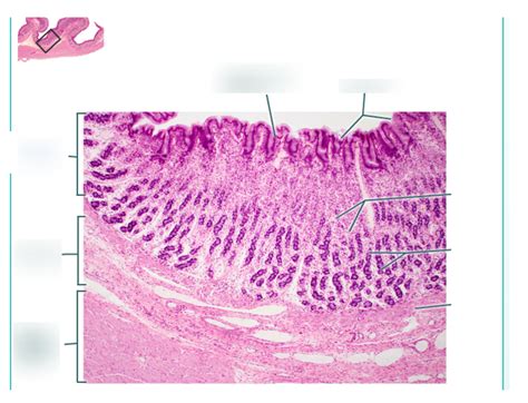 histology of stomach Diagram | Quizlet