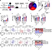 LAG 3 And PD 1 Synergize On CD8 T Cells To Drive T Cell Exhaustion And