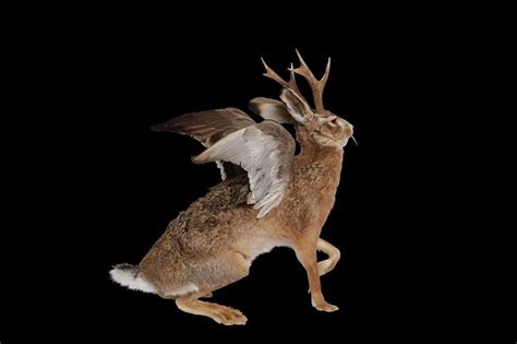 Lot 141 - TAXIDERMY: ‘WOLPERTINGER’