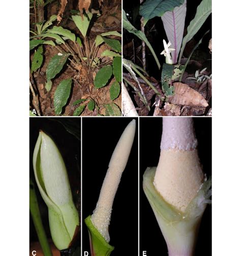 Schismatoglottis Jitiniae S Y Wong A Plants In Habitat Gallery