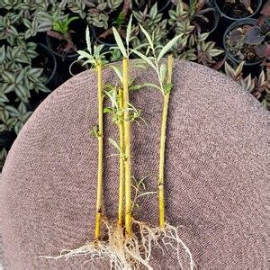 1 Rooted Weeping Willow Tree Cutting Salix Babylonia Great Etsy