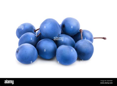 Blackthorn Or Sloe Berries Isolated On White Background Prunus Spinosa