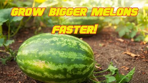 How To Prune Watermelon And Cantaloupe Plants Growing Melons In