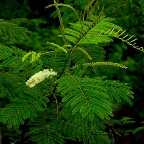 Buy Acacia Catechu - Khair Plant online at best price on plantsguru.com