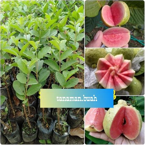 Jual Bibit Jambu Kristal Sukun Merah Unggul Mudah Berbuah Shopee