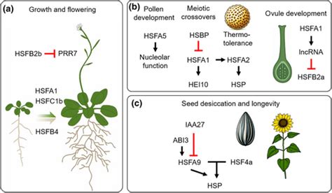 Heat Stress Transcription Factors As The Central Molecular Rheostat To