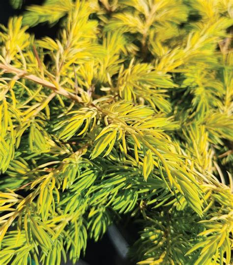 Juniper All Gold – Chelsea Garden Center