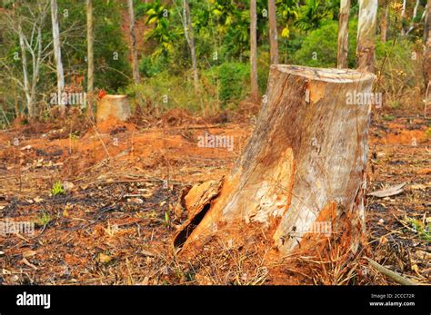 L Image Montre Une Corce D Arbre Coup E Dans Une Pelouse Repr Sente