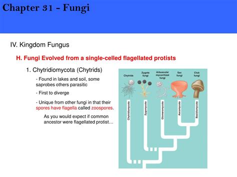 Ppt Iv Kingdom Fungus Powerpoint Presentation Free Download Id5237742