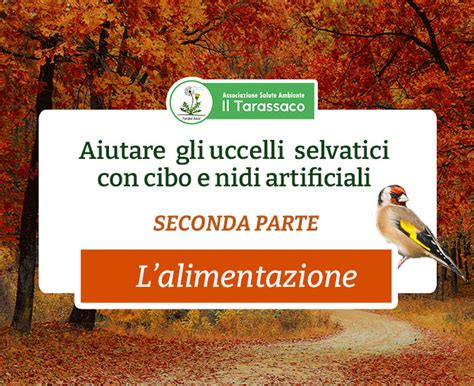 Aiutare Gli Uccelli Selvatici L Alimentazione Centoboschi