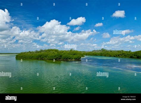 Manglar Reserva De La Biosfera De Sian Kaan Riviera Maya Estado De