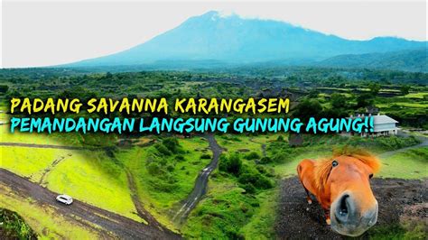 Padang Savana Africa Ada Di Tianyar Bali Dewa Dewi Ngetrip YouTube