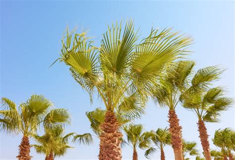 Palm Trees On A Sunny Day Tropical Holiday Concept Stock Image Image