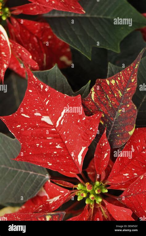 Poinsettia Euphorbia Pulcherrima Stock Photo Alamy