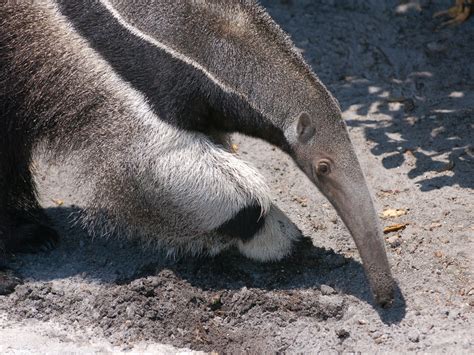 The Online Zoo - Giant Anteater