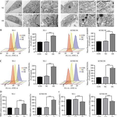 Overexpression Scara Induced Ferroptosis In Escc Cells A The Effect