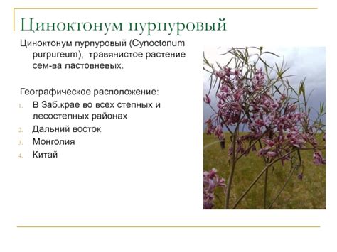 Реликтовые растения Забайкальского края