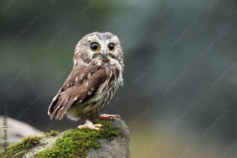 Northern Saw Whet Owl Stock Photo Adobe Stock