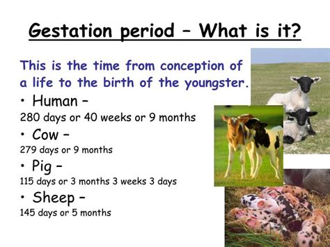 Ppt Livestock Reproductive Systems Powerpoint Presentation Id1366716