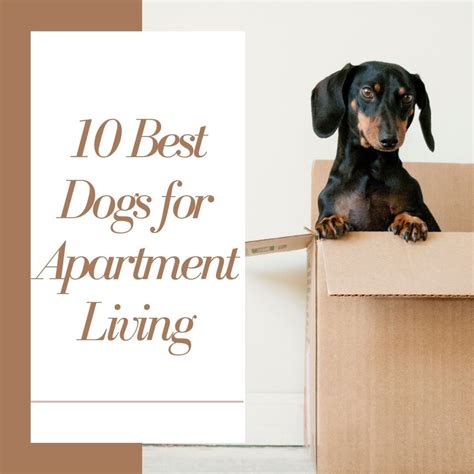Whats The Best Dog For Apartment Living
