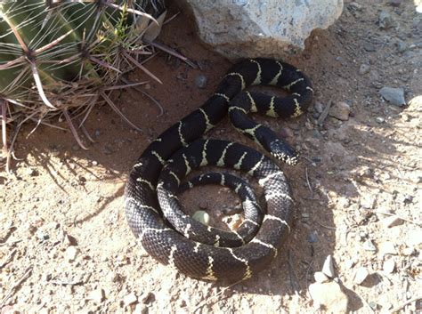 Common Kingsnake Project Noah