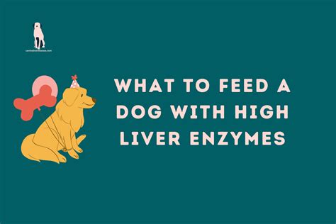 What To Feed A Dog With High Liver Enzymes - Canine Liver Disease ...