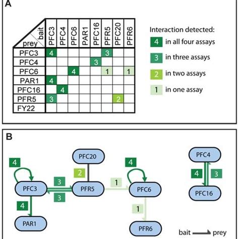 A Summary Table Of All Yeast Two Hybrid Interactions For Each Pair