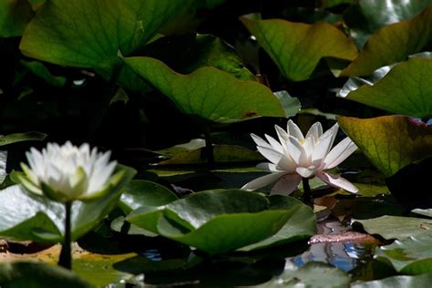 水 花 草本植物 Pixabay上的免费照片 Pixabay