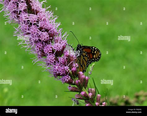 A Monarch Butterfly Danaus Plexippus Also Known As The Milkweed Butterfly Feeding In A