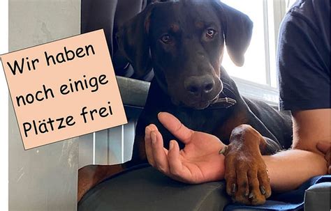 Hundebetreuung Hundeloft R Mlang